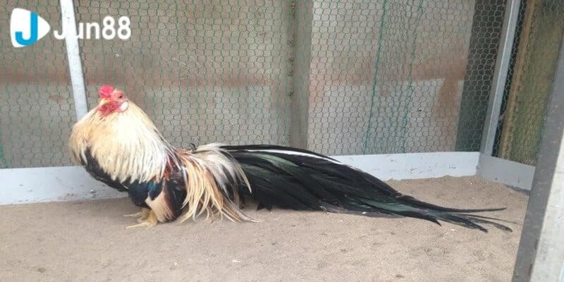 Cho gà đá vào buổi chiều tăng khả năng thắng lớn