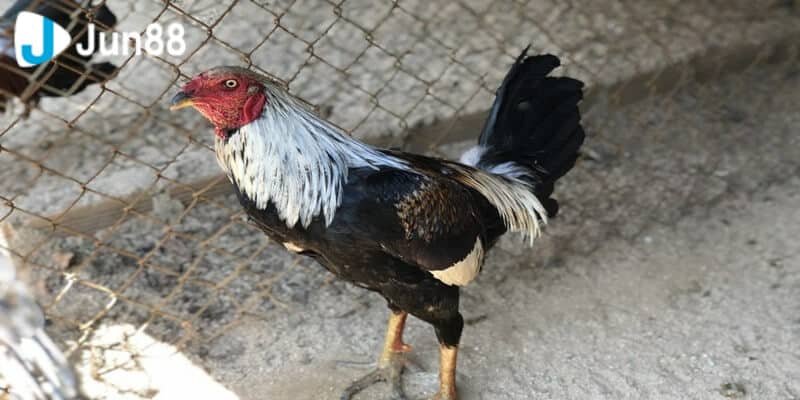 Gà ô Chuối mạng Thủy có màu lông xanh hoặc đen